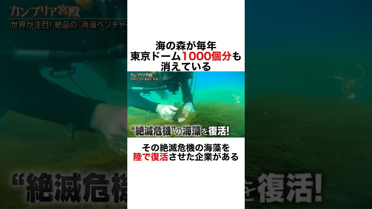 【陸で海藻を育てる!?】「海苔のない おにぎり」を救え#雑学 #豆知識 #社会人 #企業努力 #スタートアップ #シーベジタブル #高知 #環境問題 #海藻 #地方創生 #サステナブル #sdgs