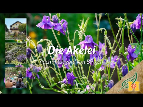 Die Akelei bei Hildegard von Bingen