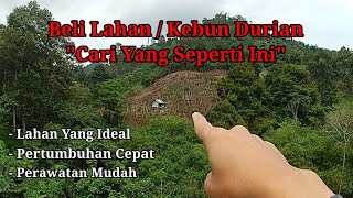 Download lagu Beli Lahan Atau Kebun Durian, Cari Yang Seperti Ini / Buy Durian Land or Garden mp3