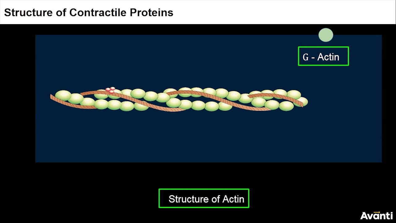 5. 11B20.2 CV3 Structure of Contractile Proteins