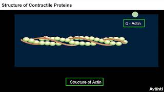 5. 11B20.2 CV3 Structure of Contractile Proteins