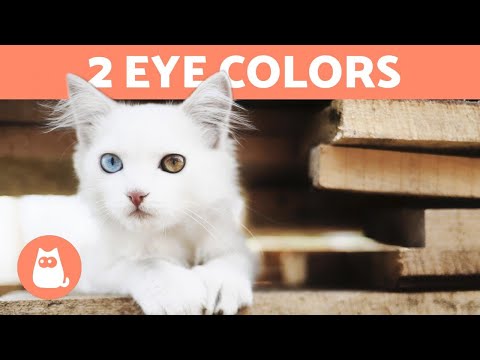 Why Some CATS Have DIFFERENT EYE COLORS 🐱👀 (Heterochromia in Cats)