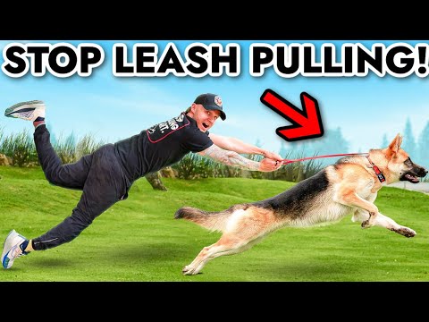 How to STOP a Puppy From Pulling On The LEASH In 5 minutes!