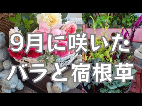 園芸 散形花序のオルニソガレ、11時の貴婦人