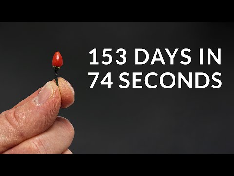 Growing FIRECRACKER CHILI PEPPER Time-Lapse