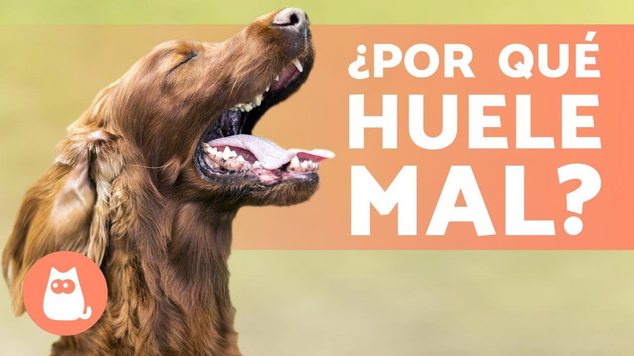 MAL ALIENTO en PERROS - Causas y Solución
