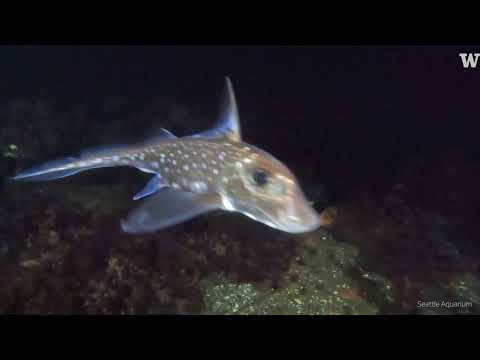 A spotted ratfish common to the Puget Sound