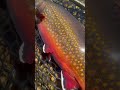 MY BIGGEST Brook Trout! Fell in LOVE with IT
