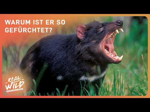 Der gefährlichste Jäger Australiens: Der tasmanische Teufel | Doku