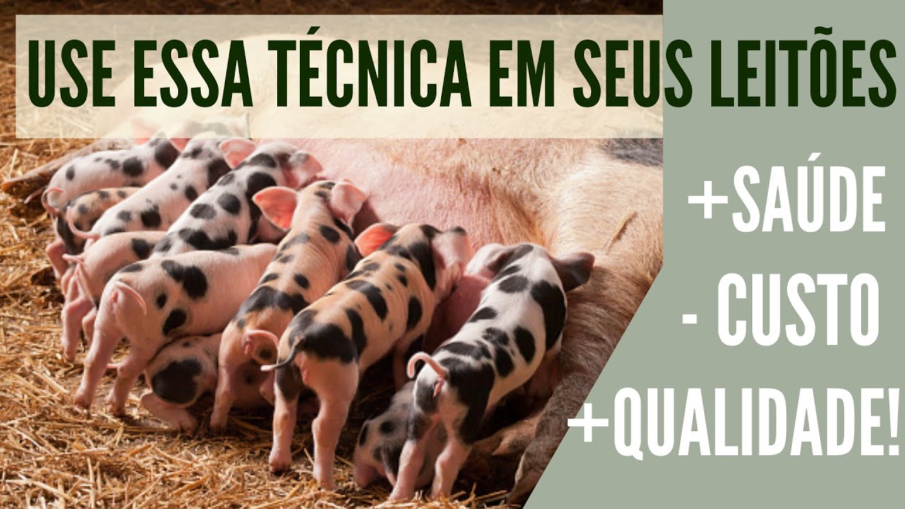 Manter os Suínos em Família do Nascimento ao Abate! Mais saúde e qualidade de vida aos porcos.