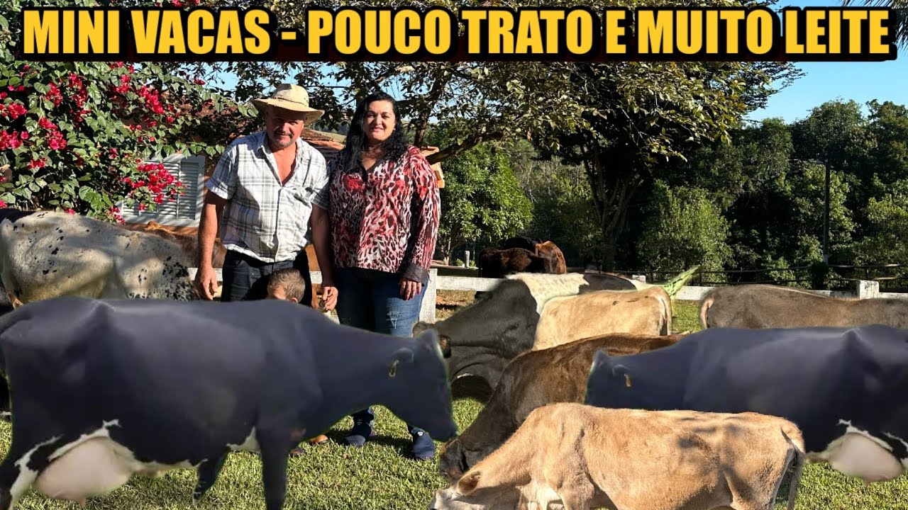 ELE TEM UM REBANHO DE MINI VACAS LEITEIRAS