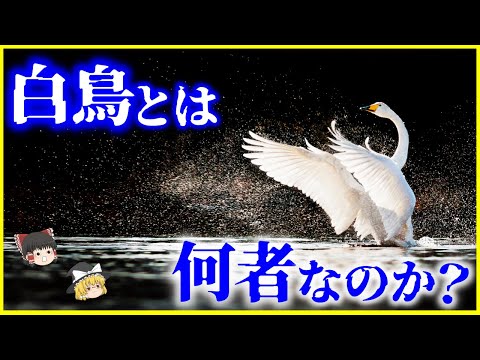 腕足動物について詳しく解説