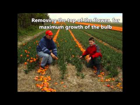 Hulsebosch bloembollen promotiefilm tulip