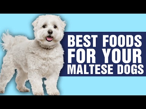 Discover the Best Foods to Keep Your Maltese Happy and Healthy!