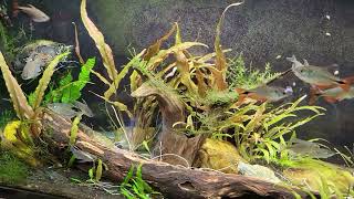"Around The World" Update On My Fish Room (1/19/25)