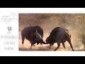 Buffalo Bulls Fighting Must See Action