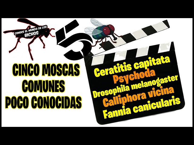 Video de pronunciación de Drosophilidae en Inglés