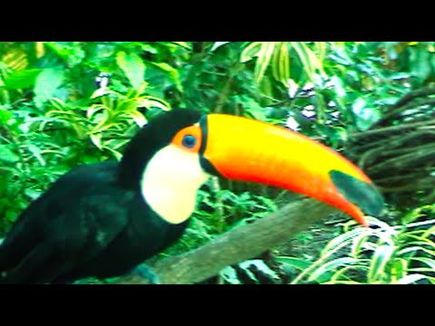 Chet Porter - Things I Wish I Could Forget (feat. Vancouver Sleep Clinic)