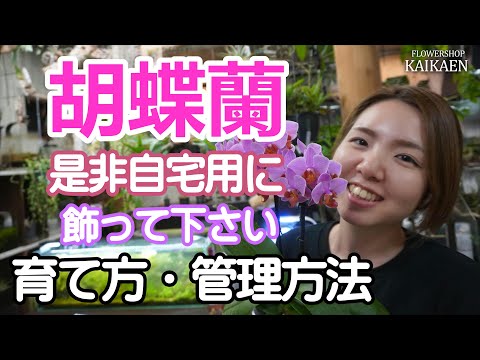 蘭を大きめの鉢に植え替える 最後にミズゴケ樹皮混合物を植え替える