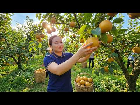 Harvesting 1000+ Giant Pears and Bring Them to the Market to Sell, Take Care of the Livestock