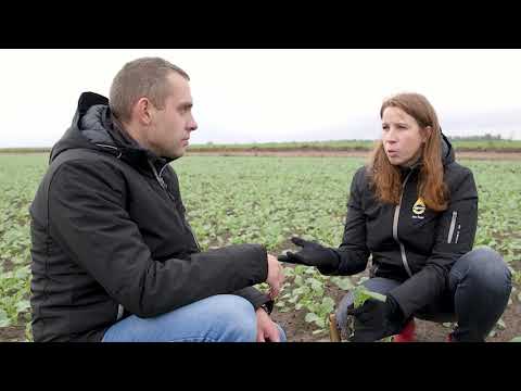 RAPOOL - Pests and beneficial insects - Blog 03 Lithuania