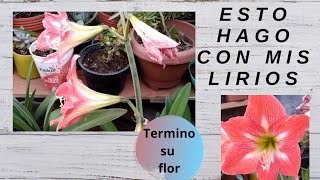 ¿Que hacer después de que nuestro Amarillys/ Lirios/ Azucenas terminan de florecer