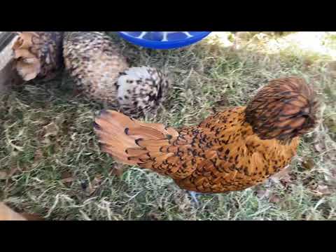 Winter Setup for Polish and Silkie Chickens