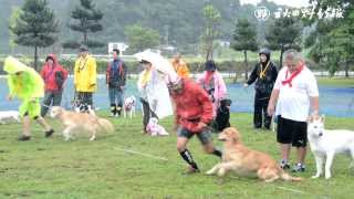 preview picture of video '飼い主と愛犬がゲーム、潟上市で犬の運動会'