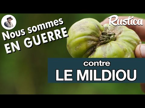 Mildiou de la tomate et étés pluvieux : comment lutter contre cette maladie cryptogamique ?