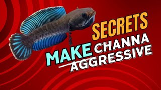 Download lagu Rahasia Membuat Ikan Channa Anda Agresif mp3