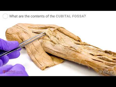 Anatomy of the Upper Limb: Cubital Fossa and Flexors of the Forearm