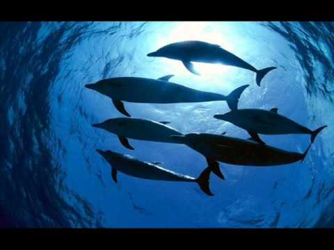 Daniel Kyo - Dolphins In Ganges (Original Mix)
