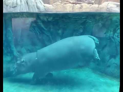 Hippo Fiona's Ballet - Cincinnati Zoo #shorts