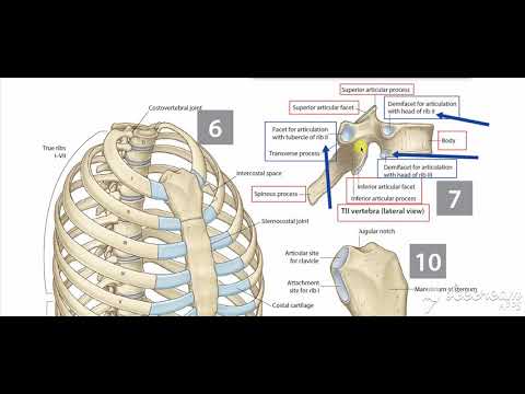 Thoracic cage