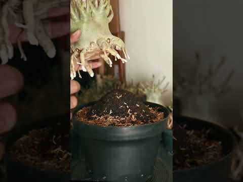 ローズルート 植物