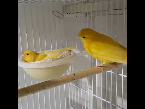 The best way to put canary male with a female to breed