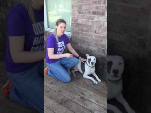 spring semester 2017 intro to vet tech