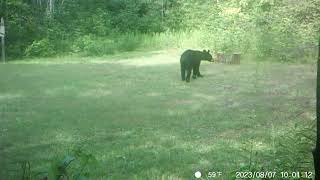 Barnes Lake Bears 1