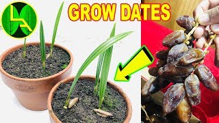how to grow date palm tree from seed at home