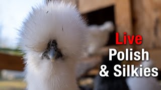 Relaxing Silkie Chicken Coop Cam - All-Day LIVE Stream