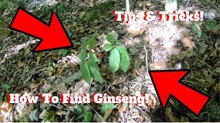 How to Find Wild Ginseng!