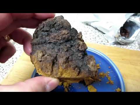 Where to Find Chaga & How to Make Chaga Coffee | Superfood Chaga Mushroom Benefits
