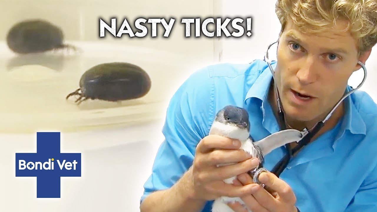 A Malnourished Penguin Is INFESTED WITH TICKS | Bondi Vet