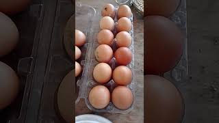 seleção dos ovos #shorts