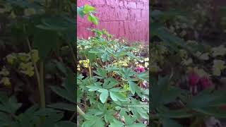 Shade Tolerant Bleeding Heart Plant