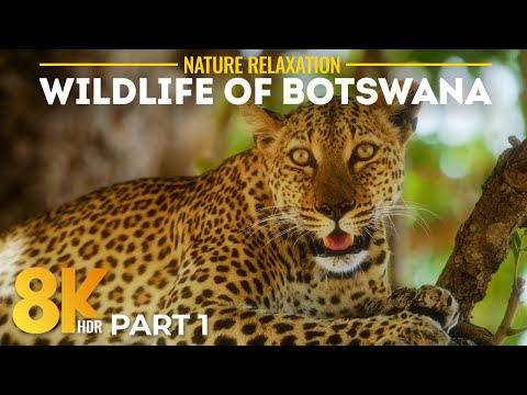 Fascinating African Wildlife in 8K HDR | A Calm Cinematic Safari in Botswana - Part 1