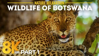 Fascinating African Wildlife in 8K HDR | A Calm Cinematic Safari in Botswana - Part 1