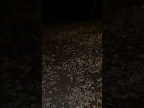 A guided tour through the city park in Hann. Münden