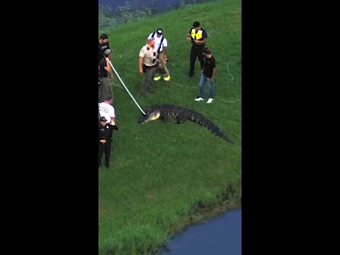 12-foot alligator caught after deadly attack in Florida