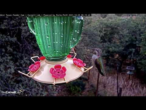 Anna's Hummingbirds Bookend Feeder In West Texas – Oct. 25, 2021